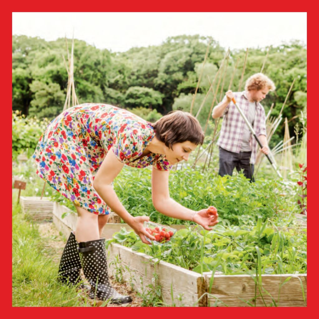 Démarrer un potager : petit guide