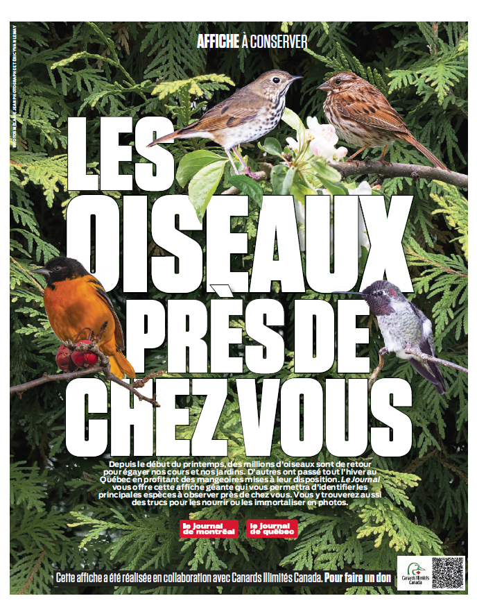 Les oiseaux près de chez vous | Le Journal de Montréal